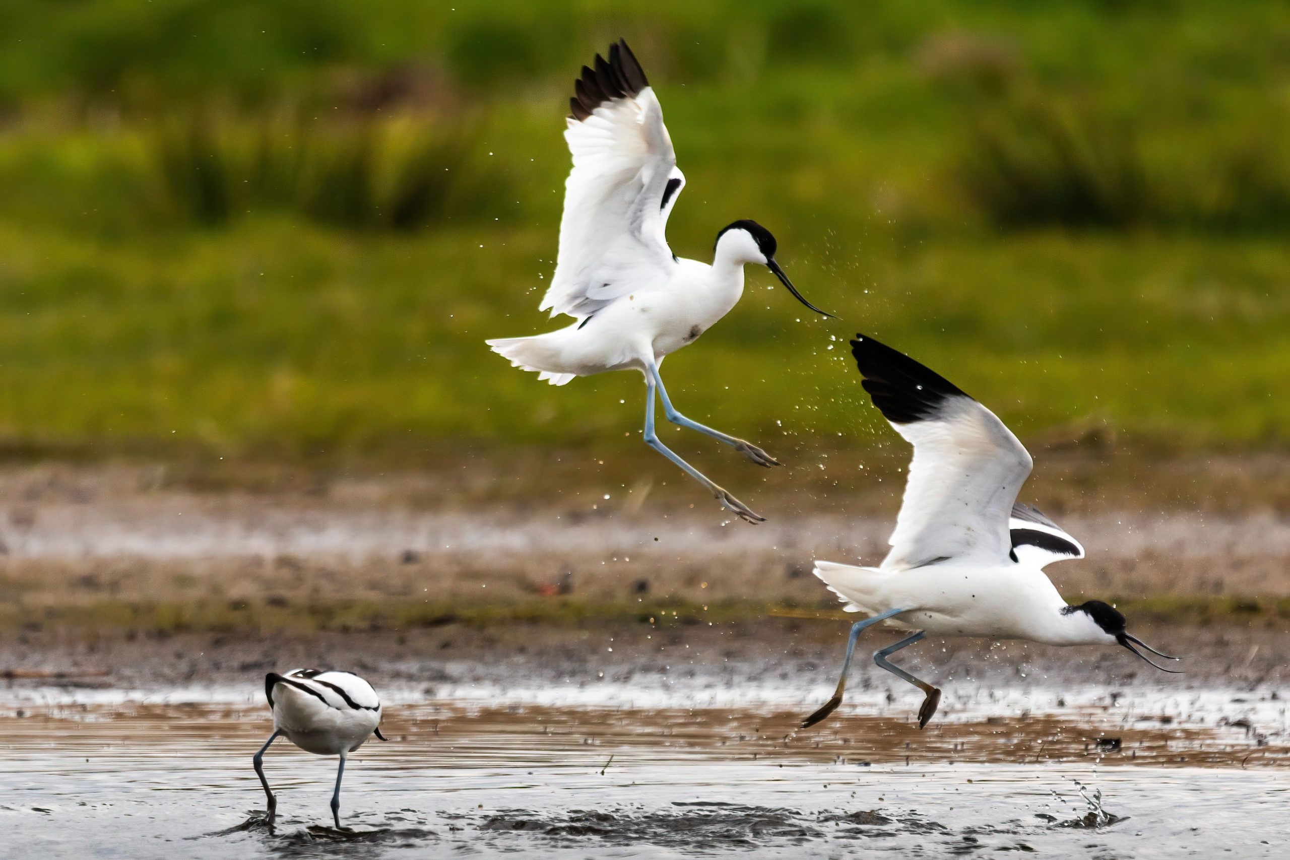 Canon EOS 5D Mark IV 2019-04-03 12:12:33 f/6.3 1/2000sec ISO-400 600mm