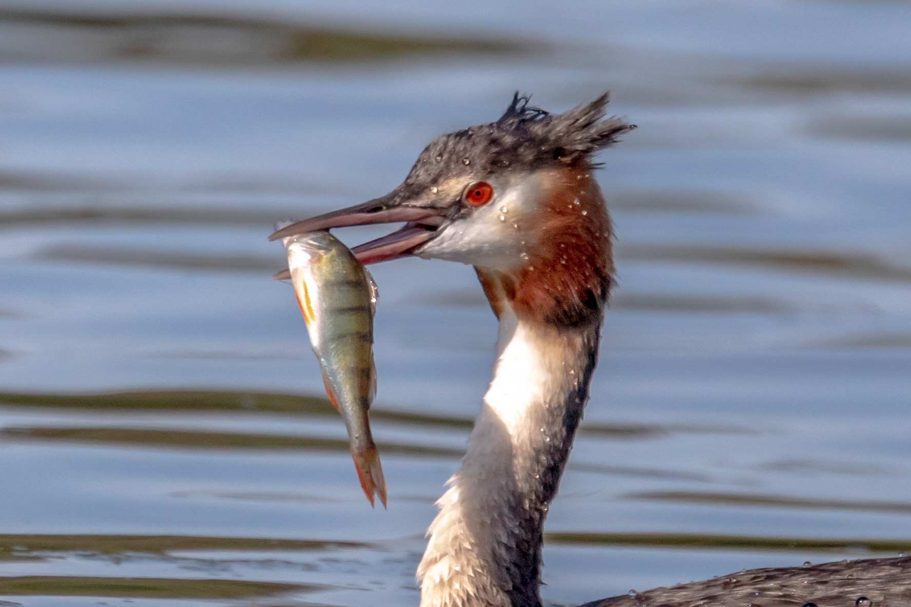 Canon EOS 5D Mark IV 2019-09-14 15:55:08 f/6.3 1/5000sec ISO-800 600mm