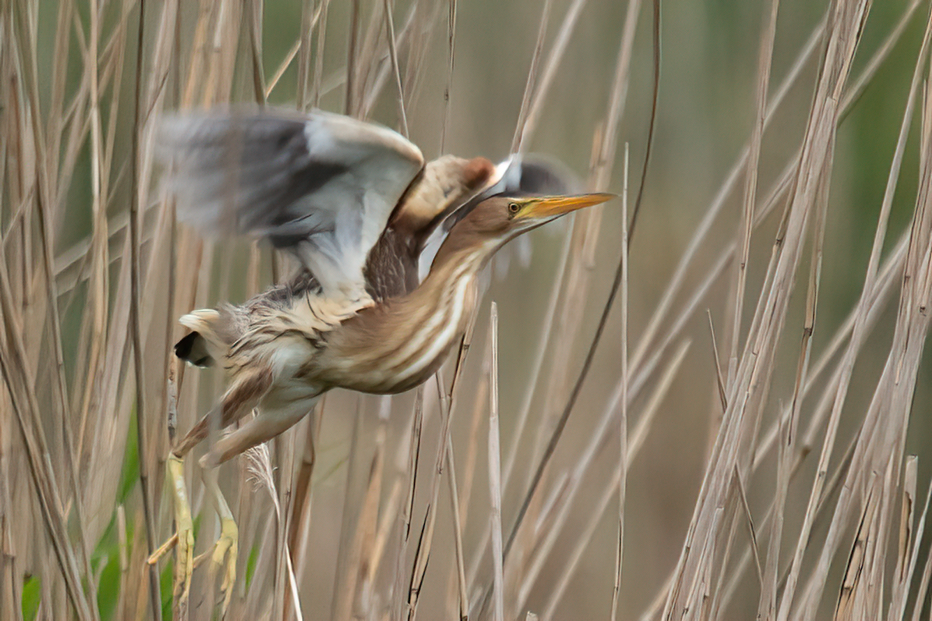 Canon EOS 5D Mark IV 2021-07-06 13:59:49 f/6.3 1/1600sec ISO-800 600mm