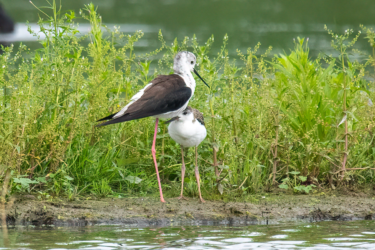 De Nieuwe Dordtse Biesbosch,  16 juli 2021f/6.3 1/1600sec ISO-1000 600mm