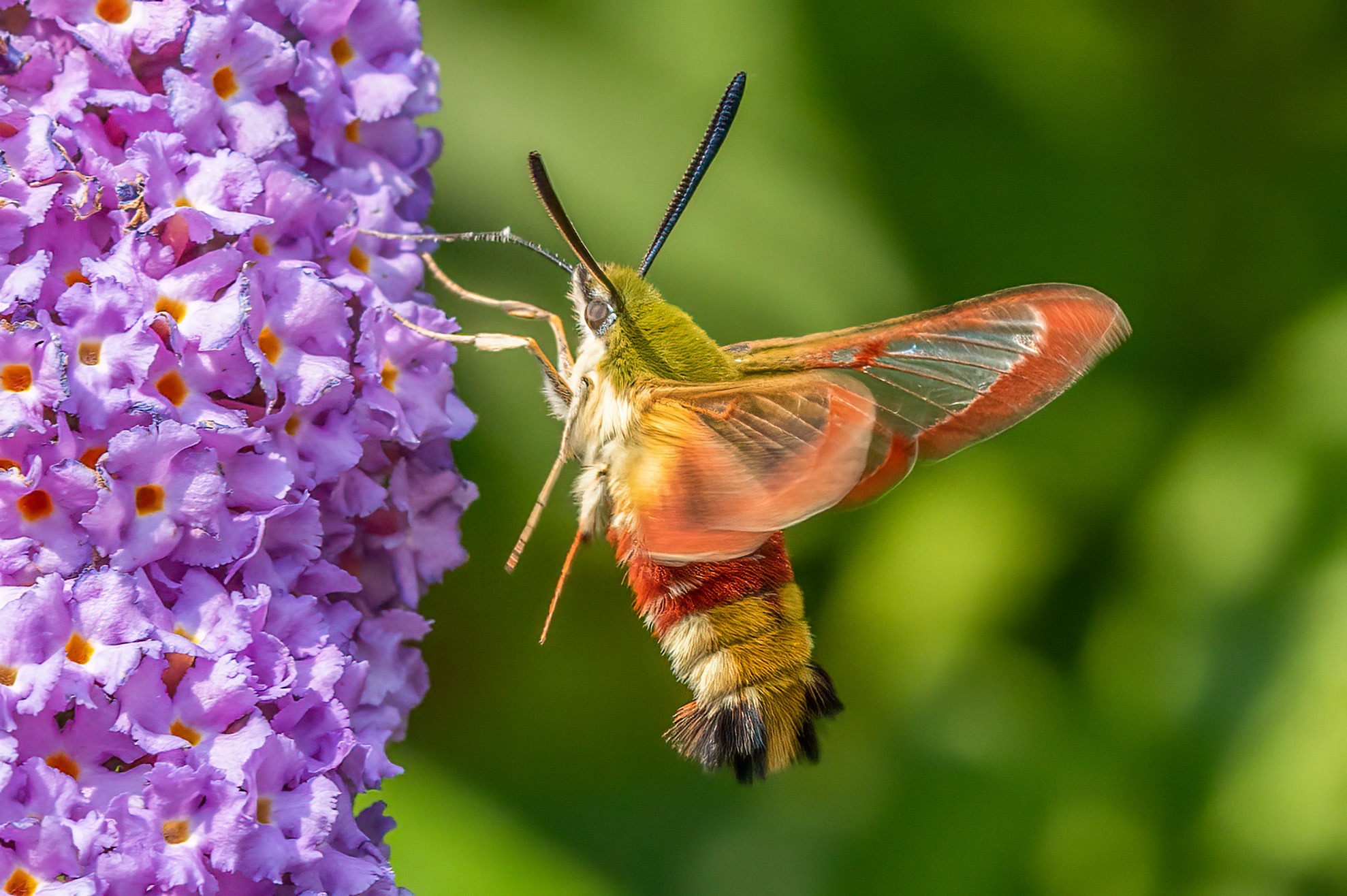 Glasvleugelpijlstaart - Hemaris fuciformis