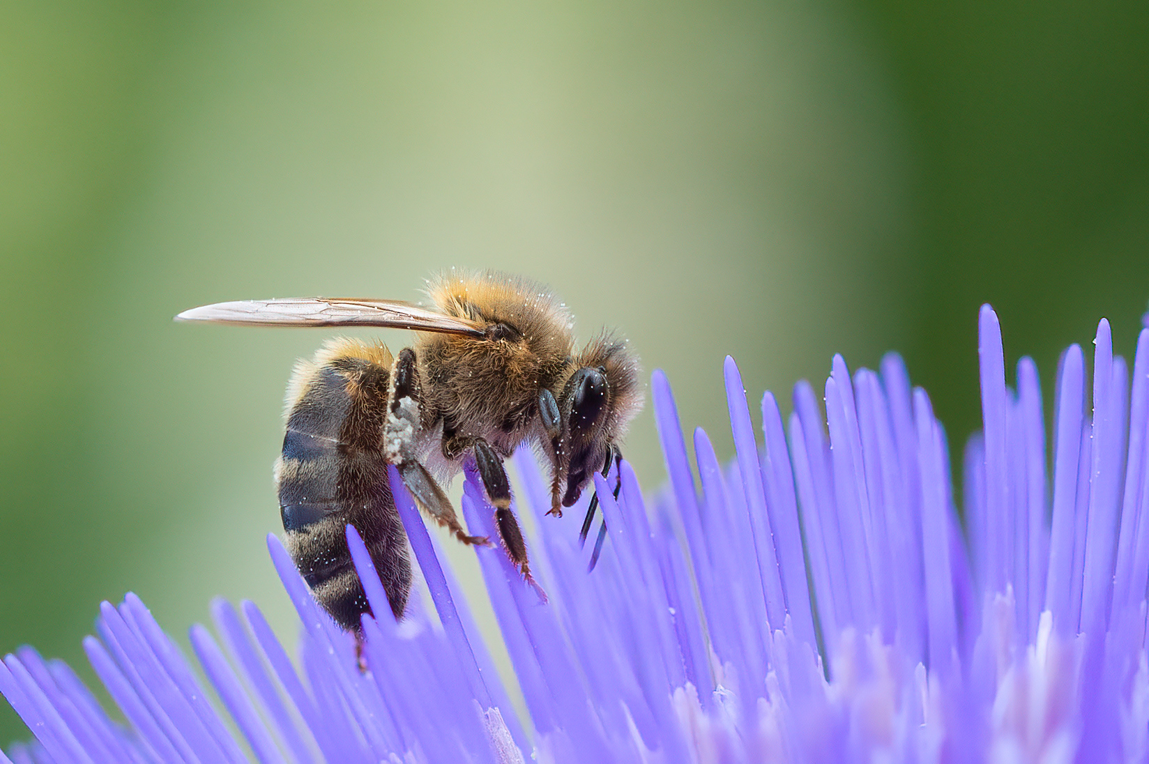 Honingbij - Apis mellifera