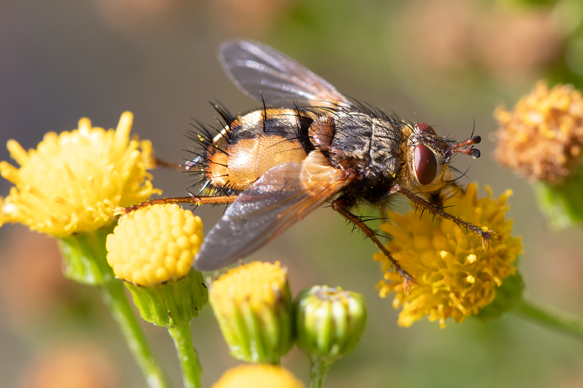 Tachina fera/magnicornis